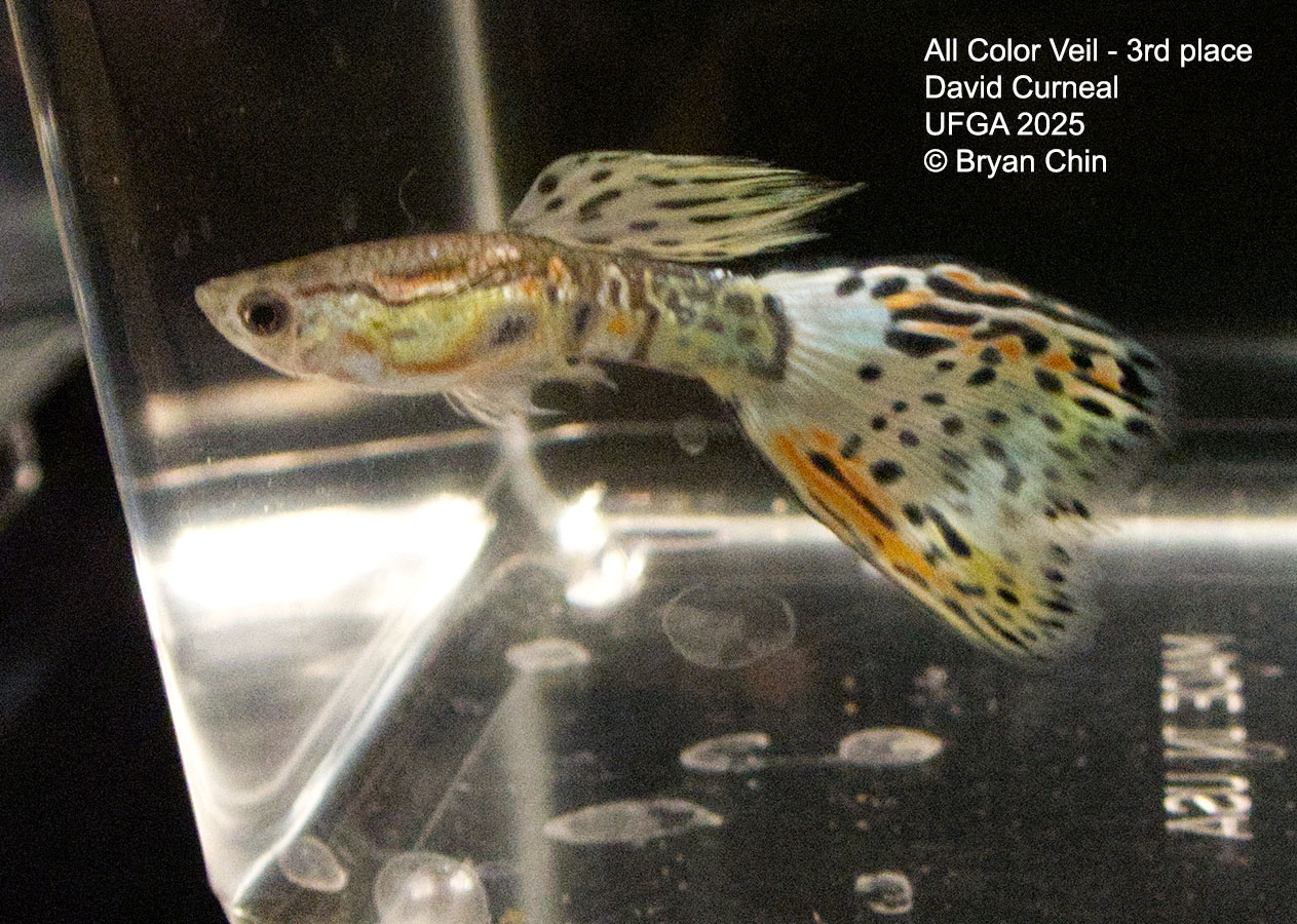 Guppy Veil bicolo